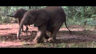 African Animals Getting Drunk Off Ripe Marula Fruit [upl. by Teodoor]