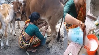 Dairy Milk collected by village woman  Milk a cow by hand  whole milk from cow farm  Organic milk [upl. by Livingstone]