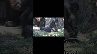 little gorilla mimics silverback 🤣 gorillatag 金剛猩猩 台北市立動物園 shorts [upl. by Cavanagh]