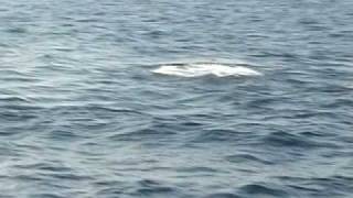 spermwhale attack N Greece [upl. by Whiney]