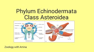 Phylum Echinodermata Class Asteroidea  Details of class Asteroidea by Zoology with Amina [upl. by Iilek]