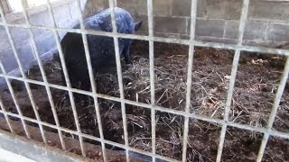 Composting with Pigs  Raising Pigs in a Small Space A Deep Litter Pig Pen at ECHO [upl. by Misak220]