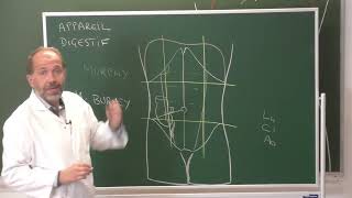 Anatomie générale 7  Appareil digestif General anatomy of the digestive system [upl. by Shien107]