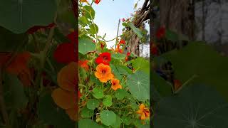 tropaeolumtropaelolaceae herbnasturtium uttarakhand flowers nature winter [upl. by Elish]