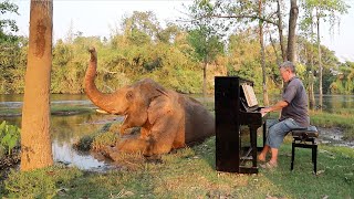 Calm Piano Music Relaxes Restless Bull Elephant [upl. by Hagerman351]