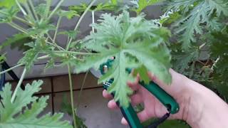 How to easily propagate amp grow a Scented Geranium aka Citronella Mosquito plant [upl. by Davey]