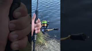 Foul hooked carp in the tail fishing viralvideo fish countrymusic carpfishing fypシ゚viral [upl. by Assened80]