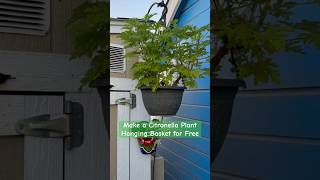 Follow Me Cloning Citronella Plants to Make a Hanging Basket [upl. by Nerrad]