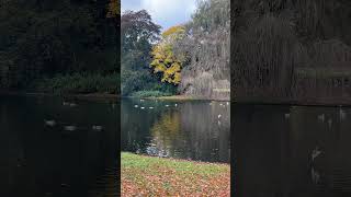 Autumn in Netherlands  Groningen 2024 shorts travel [upl. by Urd]