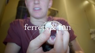 Everything You Need to Know Before Buying A Ferret [upl. by Harpole]