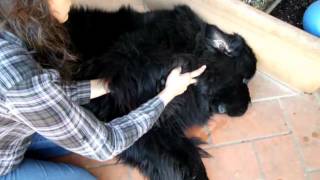 Web Newfoundland dog with elbow OCD [upl. by Buna]