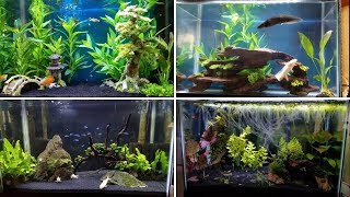 4 EASY Tank Setups for a 20Gallon Aquarium [upl. by Ogg920]