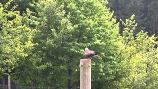 Falknerei Show im Wildpark Neuhaus Holzminden 14 6 2014 Cultus Ferox [upl. by Sehcaep]