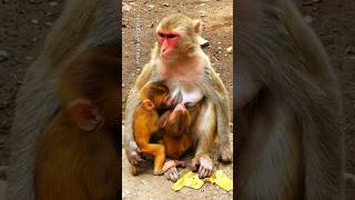 A monkey feeding milk to her two cute little babies short monkey trending anime shortvideo [upl. by Enal]