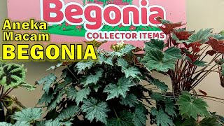 Begonia Collector Items  Aneka Koleksi Begonia [upl. by Mcnamara]