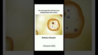 Maleria Life Cycle 🗣️   pharmacy shoerts [upl. by Isolda]