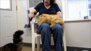 Bobolink orange female cat for adoption at Forget Me Not Animal Shelter [upl. by Reseda]