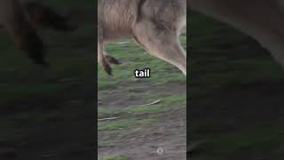 🦘Hopping into Kangaroo Knowledge 5 Bouncy Facts 🦘 [upl. by Nakada]