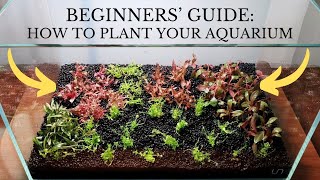 BEGINNERS PLANTED TANK AQUARIUM amp HOW TO PLANT YOUR AQUARIUM  INVITRO TISSUE CULTURE DENNERLE [upl. by Rolyks]