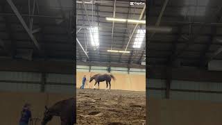 Showmanship turn🤩 horse ilovemyhorse horseenthusiast horseaddict horsefan [upl. by Hasty]