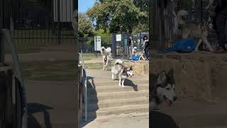 Falkor at the dog park [upl. by Eelyek]