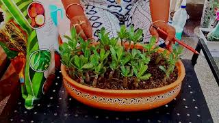 Adenium Seedlings की Care कैसे करे  How to care Adenium Seedlings Adeni [upl. by Daley]