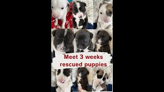 Meet cute 3wks old baby puppies and Cher Mom [upl. by Tanitansy]