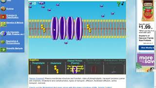 Cell Defense The Plasma Membrane [upl. by Yatnuhs874]