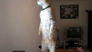 Mon chat se tient debout [upl. by Honora]