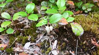 Gaultheria procumbens Wintergreen [upl. by Nannek674]