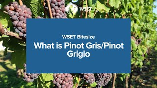 WSET Bitesize  What is Pinot GrisPinot Grigio [upl. by Omrellig591]