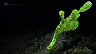 Halimeda Ghost Pipefish [upl. by Elohcan]