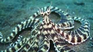 Live Footage Of Mimic Octopus HD [upl. by Willis]