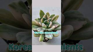 Pachyveria Pachyphytodies variegatedrare Korean succulents [upl. by Yerffoj238]