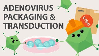 Adenovirus Production How to Clone Package and Harvest Adenovirus for Your Seed Stocks [upl. by Aretahs]