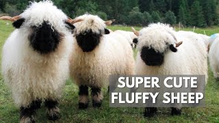 The Valais Blacknose Sheep  Fluffiest Animal Ever [upl. by Cherice63]