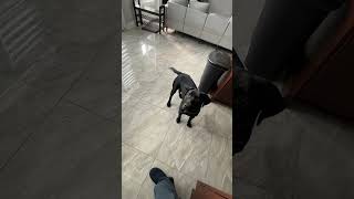 Beans morning routine labradorretriever blacklabs dogtraining puppy dogdad [upl. by Ardine209]