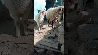 baby sheep baaing goat bakra animals [upl. by Guillema]