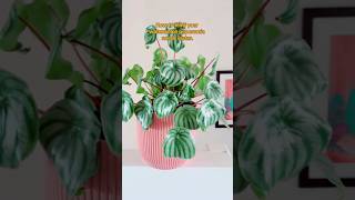 🌿🍉How to tell if your plant needs watering the leaves curl watermelonpeperomia wateringplants [upl. by Eicnan673]