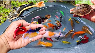 Catching fighting betta fish in the pond red tail catfish goldfish albino catfish molly fish [upl. by Gnuh163]