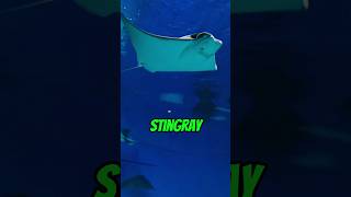 Never ever tickle stingray [upl. by Bourne]