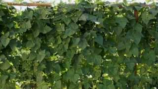 Haricots verts  Un mur Géant vertical bio de 2m50 dans un jardin  Nature et légumes [upl. by Beker]