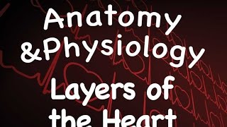 Cardiovascular System  Layers of the Heart 1402 [upl. by Neyud]