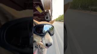 Puppy living in a truck love animallover story dog [upl. by Ydrah]