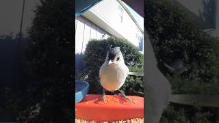 Tufted Titmouse eating and playing tufted titmouse [upl. by Misak14]