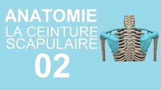 Anatomie 02  La ceinture scapulaire [upl. by Higbee]