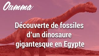 Découverte de fossiles d’un dinosaure gigantesque en Egypte [upl. by Rheba]