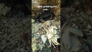 I Should’ve Not Have Grabbed This Crab… check out the comments spearfishing crabbing [upl. by Any]