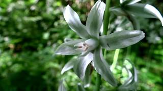 Drooping star of Bethlehem Ornithogalum nutans  20150515 [upl. by Thinia]