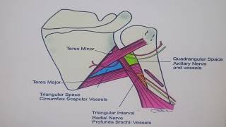 RIMTNA with DO  Shoulder Intermuscular Spaces [upl. by Scarito]